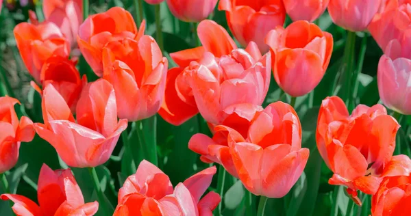Estética Flores Papel Parede Fundo Flor Tulipa Vermelha Ideal Para — Fotografia de Stock