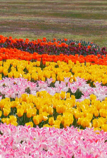 Estetyka Tapety Kwiaty Wymieszać Tło Kwiat Tulipanów Idealny Pocztówkę — Zdjęcie stockowe