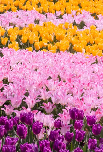 Featured image of post Aesthetic Background Flowers Landscape