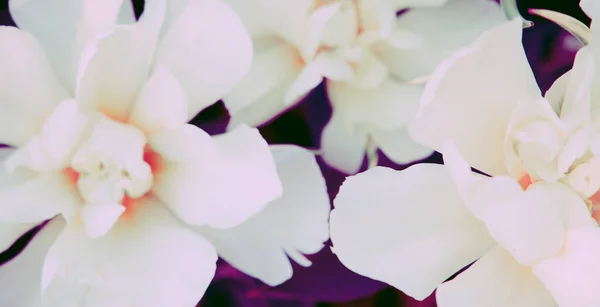 Estética Flores Papel Parede Branco Vintage Tulipa Flor Fundo Ideal — Fotografia de Stock