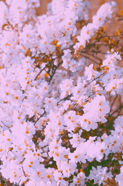 Moda Estética Flores Papel Parede Fundo Árvore Flor Branca Ideal — Fotografia de Stock