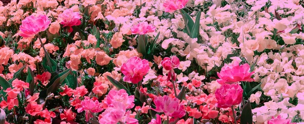 Moda Estética Papel Pintado Flores Flor Fondo — Foto de Stock