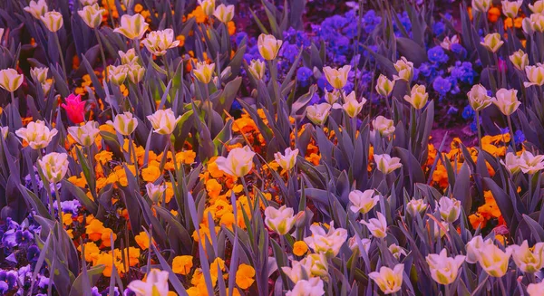 Mode Esthétique Fleurs Papier Peint Fond Fleur Tulipe Idéal Pour — Photo