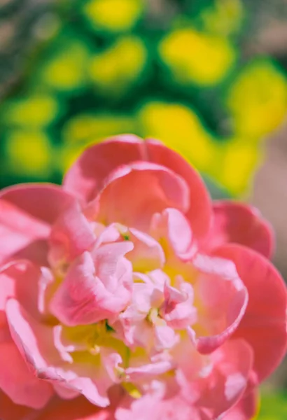 Fiori Rosa Estetica Fioritura Primavera Estate Sfondo Ideale Cartolina Stampa — Foto Stock