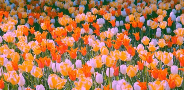 Aesthetics Wallpaper Tulip Field Bloom Spring Summer Print — Stock Photo, Image