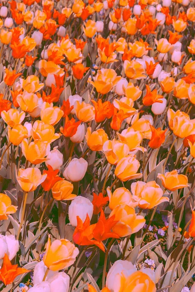 Esthétique Fond Écran Champ Tulipes Fleurir Printemps Été Humeur — Photo