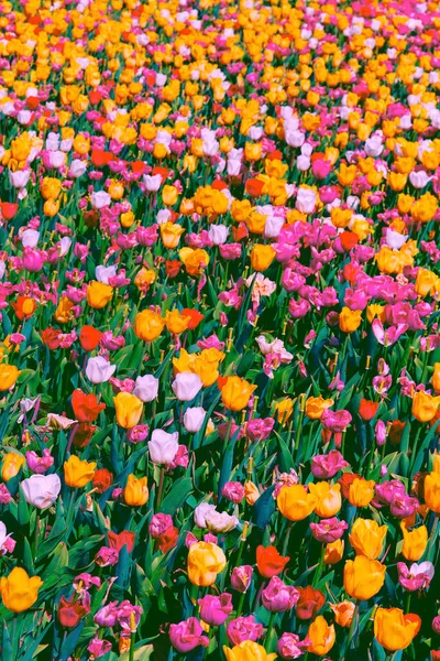 Estética Papel Parede Tulipa Campo Flor Primavera Verão Flores Humor — Fotografia de Stock