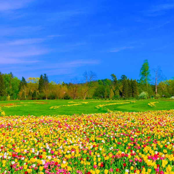 Nature Aesthetics Wallpaper Tulip Field Bloom Spring Summer Flowers Mood — Stock Photo, Image