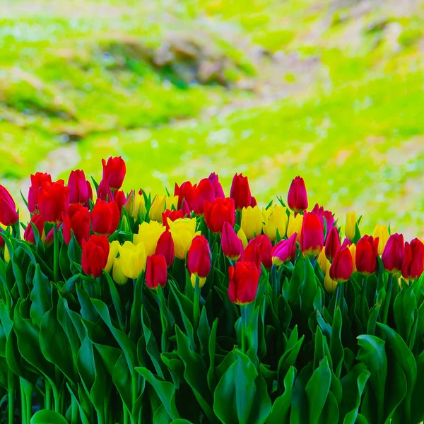 Aesthetics wallpaper tulip bloom spring summer flowers concept