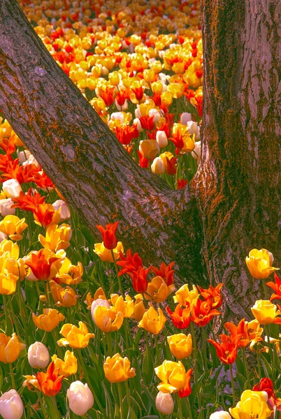 Estetyka Tapety Tulipan Kwiat Wiosna Lato Kwiaty Nastrój — Zdjęcie stockowe