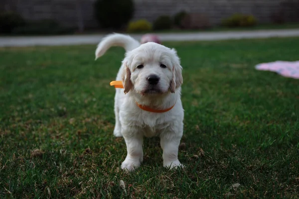 Golden retriever cuccioli — Foto Stock