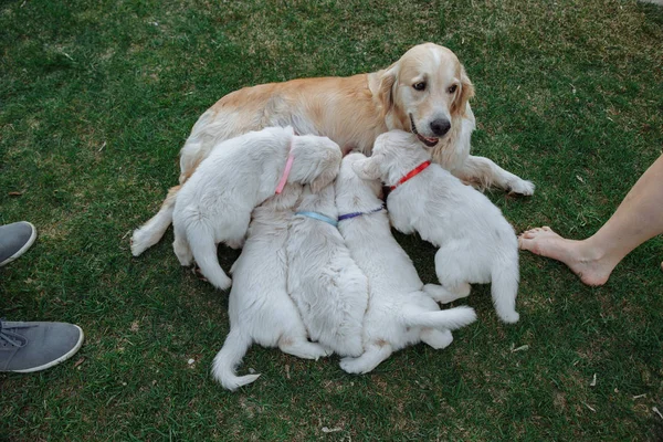 Golden retriever cuccioli — Foto Stock