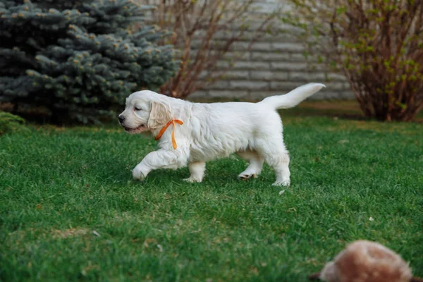 ゴールデン ・ リトリーバーの子犬 — ストック写真