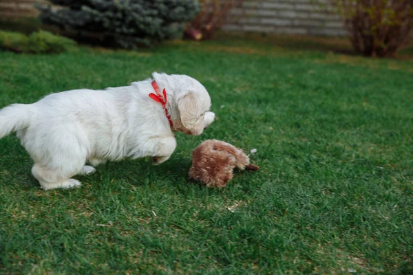 Arany-Vizsla kölykök — Stock Fotó