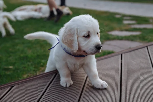 Golden retriever cuccioli — Foto Stock