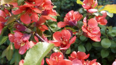 Japon aygırı Chaenomeles 'in parlak kırmızı ve pembe çiçekleri. Rötuş yapmadan fotoğraf. Hayat devam ediyor.!