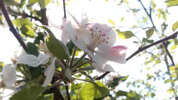 Sol Está Enredado Las Flores Del Manzano Vida Continúa Ramas — Foto de Stock