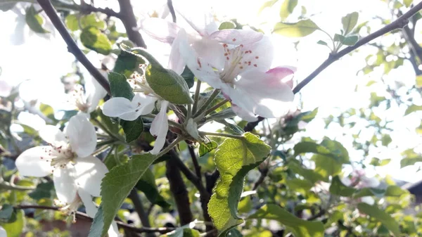 太陽はリンゴの木の花に絡まっている 空と雲を背景にリンゴの木の枝が開花 — ストック写真