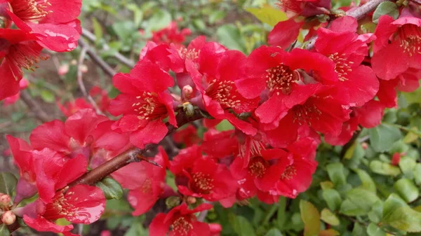 梅雨時に 鮮紅色や桃色の花を咲かせます 手を触れずに写真 人生は続く — ストック写真