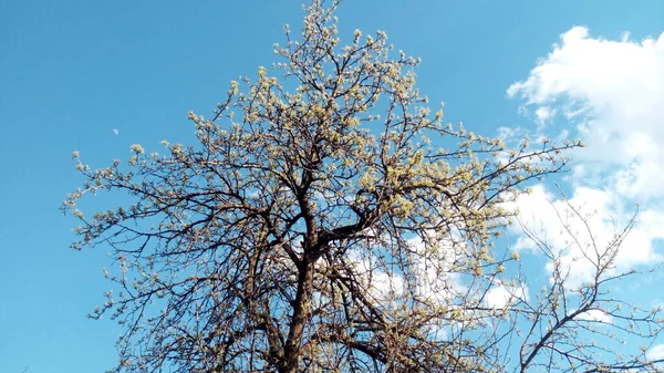 Gamla Aprikosträd Svävar Molnen Klokt Träd Foto Utan Retuschering Livet — Stockfoto