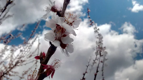 Flores Albaricoque Ramas Fondo Del Cielo Foto Sin Retoque Vida — Foto de Stock