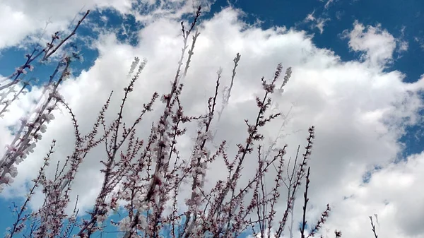 Las Ramas Albaricoque Están Envueltas Tiernos Abrazos Nubes Cirros Foto — Foto de Stock