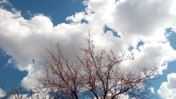 Viejo Albaricoque Eleva Las Nubes Árbol Sabio Foto Sin Retoque — Foto de Stock