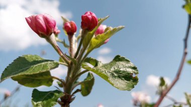 Çiçekli pembe elma ağaçları kabarır ve yakında çiçek açmaya hazırdır. Bir elma ağacının dalları gökyüzü ve bulutların arka planında. Rötuş yapmadan fotoğraf. Hayat devam ediyor.!