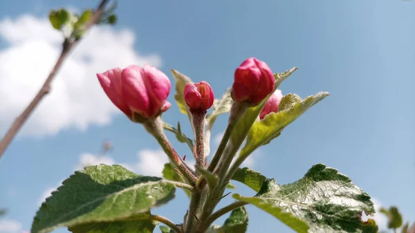 リンゴの木のピンクの芽が咲き すぐに開花する準備ができています 空と雲の背景にリンゴの木の枝 手を触れずに写真 人生は続く — ストック写真