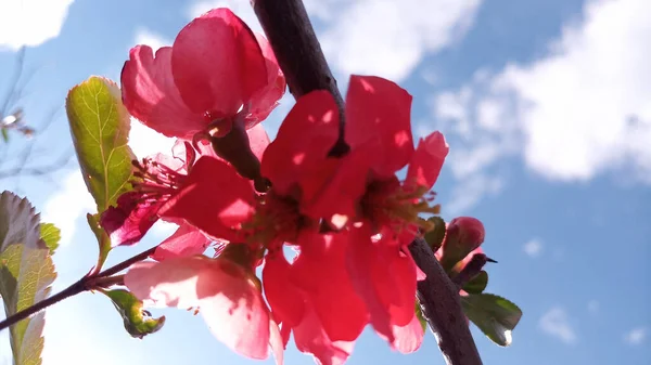 太陽は 日本の王子 Chaenomelesの鮮やかな赤とピンクの花に絡まっています 手を触れずに写真 人生は続く — ストック写真