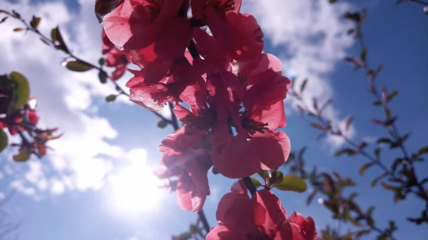 太陽は 日本の王子 Chaenomelesの鮮やかな赤とピンクの花に絡まっています 手を触れずに写真 人生は続く — ストック写真