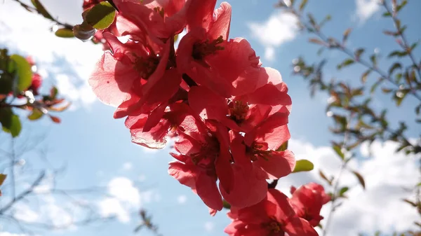 太陽は 日本の王子 Chaenomelesの鮮やかな赤とピンクの花に絡まっています 手を触れずに写真 人生は続く — ストック写真