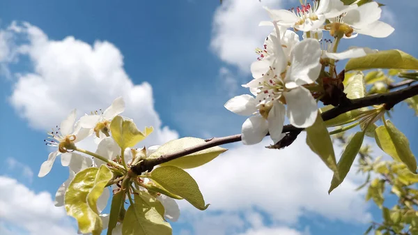 Pear Flowers Branches Wild Pear Tree Background Sky Clouds Photo — Stock Photo, Image