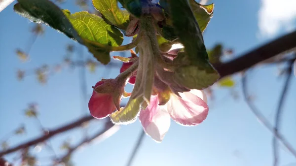 リンゴの木の芽が腫れてすぐに開花する準備ができています しかし 空に対して日光で満たされた最初の多肉植物性の大きなピンク白色のリンゴの花はすでに登場しています 5月の休日に開花が始まりました 手を触れずに 人生は続く — ストック写真