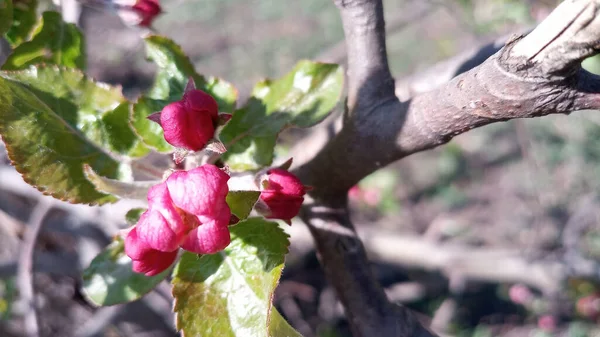 リンゴの木の芽が腫れてすぐに開花する準備ができています しかし 最初の多肉植物の大きなピンク白色のリンゴの花はすでに登場しています 5月の休日に開花が始まりました 手を触れずに写真 人生は続く — ストック写真