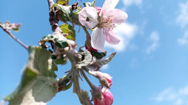 リンゴの木の芽が腫れてすぐに開花する準備ができています しかし 空に対して日光で満たされた最初の多肉植物性の大きなピンク白色のリンゴの花はすでに登場しています 5月の休日に開花が始まりました 手を触れずに 人生は続く — ストック写真