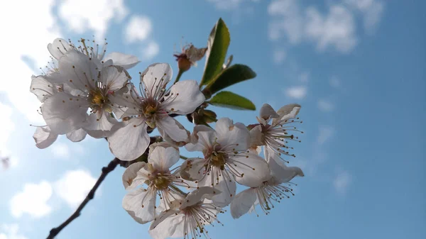 Sour cherry flowers. Branches on sky background. Photo without retouching. Life goes on!Flowering sour cherry branches  against the sky and clouds