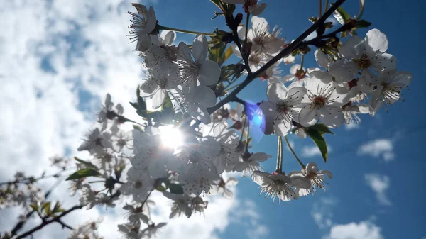 Solen Trasslig Ljusa Vita Och Rosa Blommorna Surkörsbär Foto Utan — Stockfoto