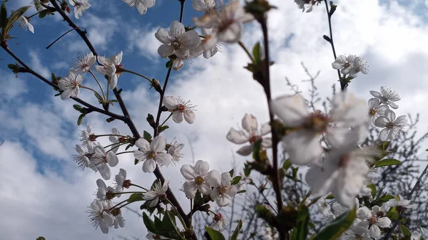 桜の花です 空を背景に枝 手を触れずに写真 人生が続く 空と雲に対してサワーチェリーの枝を開花させる — ストック写真