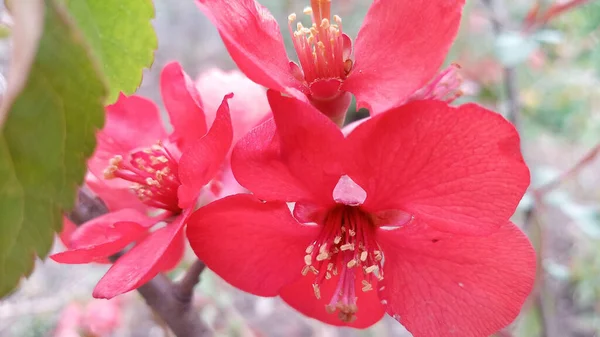 赤やピンクの鮮やかな花を咲かせます 手を触れずに写真 人生は続く — ストック写真