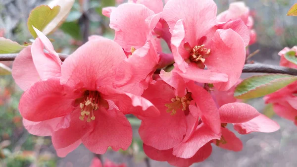 Kwitnące Jasne Czerwone Różowe Kwiaty Japońskiej Pigwy Chaenomeles Zdjęcie Bez — Zdjęcie stockowe