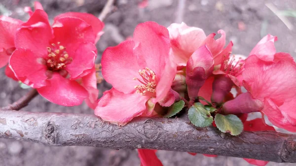 赤やピンクの鮮やかな花を咲かせます 手を触れずに写真 人生は続く — ストック写真