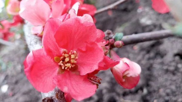 赤やピンクの鮮やかな花を咲かせます 手を触れずに写真 人生は続く — ストック写真