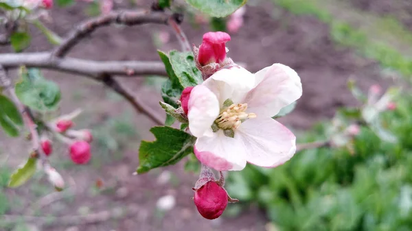 リンゴの木の芽が腫れてすぐに開花する準備ができています しかし 最初の多肉植物の大きなピンク白色のリンゴの花はすでに登場しています 5月の休日に開花が始まりました 手を触れずに写真 人生は続く — ストック写真