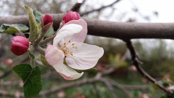 リンゴの木の芽が腫れてすぐに開花する準備ができています しかし 最初の多肉植物の大きなピンク白色のリンゴの花はすでに登場しています 5月の休日に開花が始まりました 手を触れずに写真 人生は続く — ストック写真