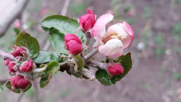 リンゴの木の芽が腫れてすぐに開花する準備ができています しかし 最初の多肉植物の大きなピンク白色のリンゴの花はすでに登場しています 5月の休日に開花が始まりました 手を触れずに写真 人生は続く — ストック写真