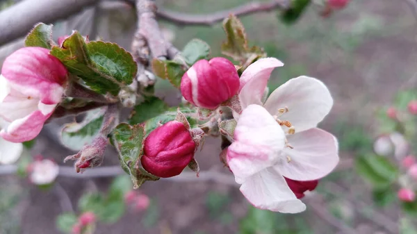 リンゴの木の芽が腫れてすぐに開花する準備ができています しかし 最初の多肉植物の大きなピンク白色のリンゴの花はすでに登場しています 5月の休日に開花が始まりました 手を触れずに写真 人生は続く — ストック写真