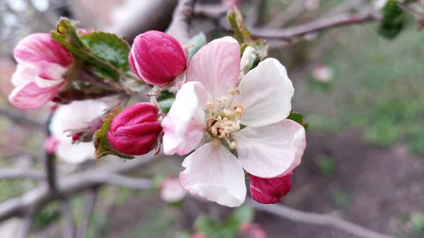 リンゴの木の芽が腫れてすぐに開花する準備ができています しかし 最初の多肉植物の大きなピンク白色のリンゴの花はすでに登場しています 5月の休日に開花が始まりました 手を触れずに写真 人生は続く — ストック写真