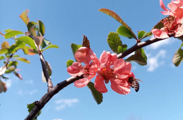 Bin Humlor Pollinerar Blommande Klarröda Och Rosa Blommor Japansk Kvitten — Stockfoto