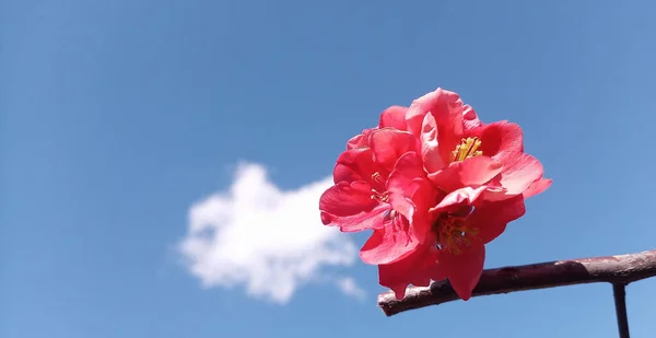 Zweige Einer Japanischen Quitte Chaenomeles Vor Dem Hintergrund Von Himmel — Stockfoto